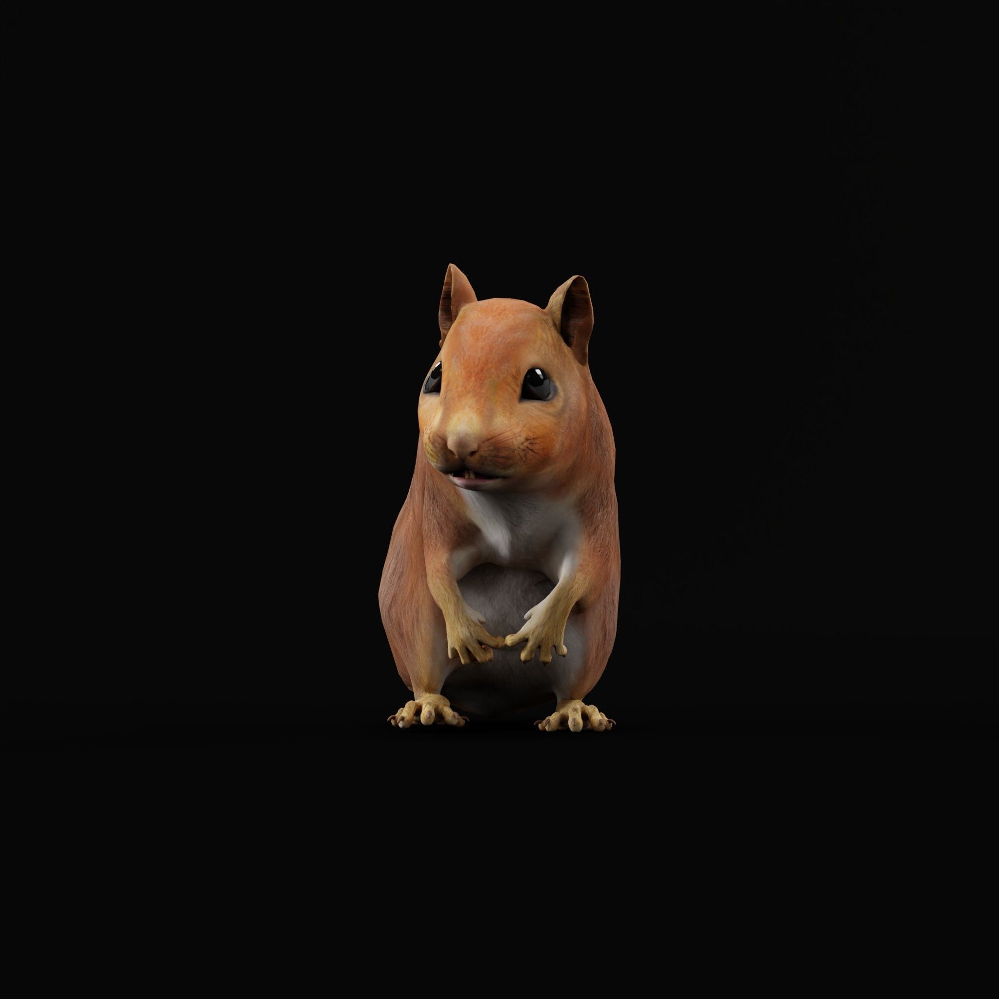 Eurasian Red Squirrel 3D model_20
