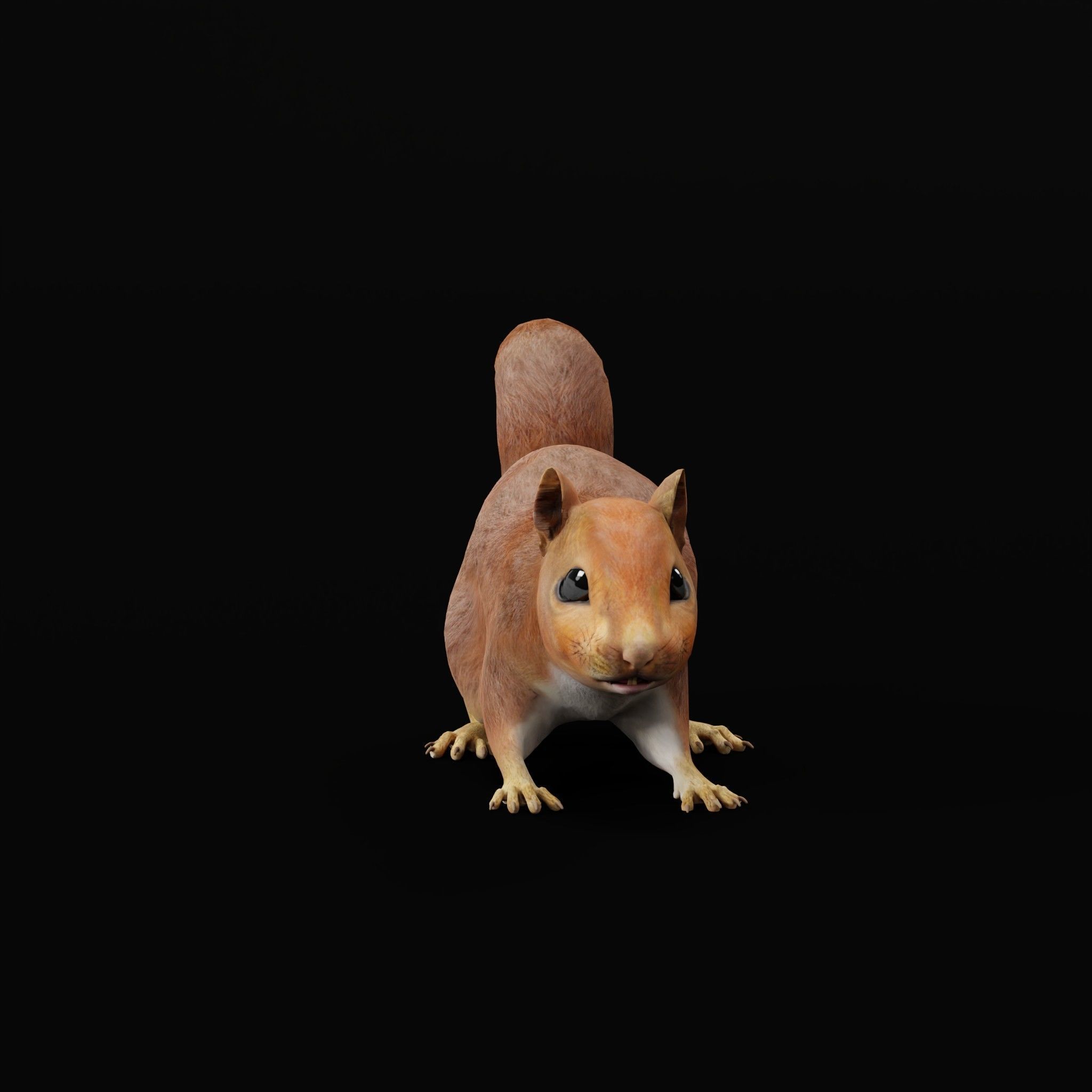 Eurasian Red Squirrel 3D model_24
