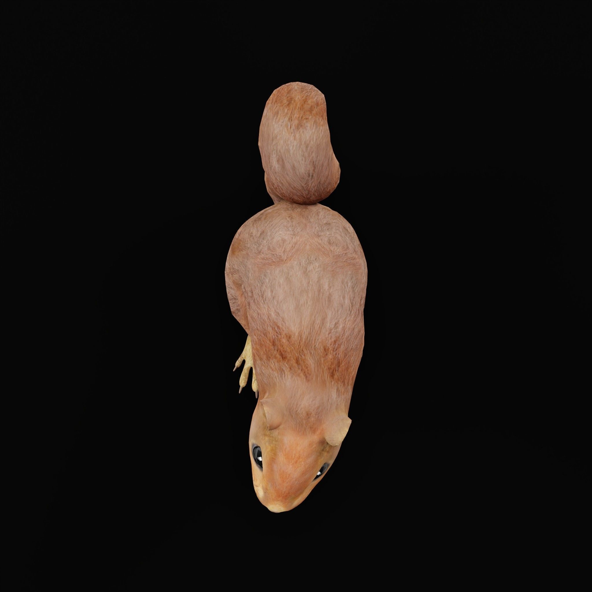 Eurasian Red Squirrel 3D model_21