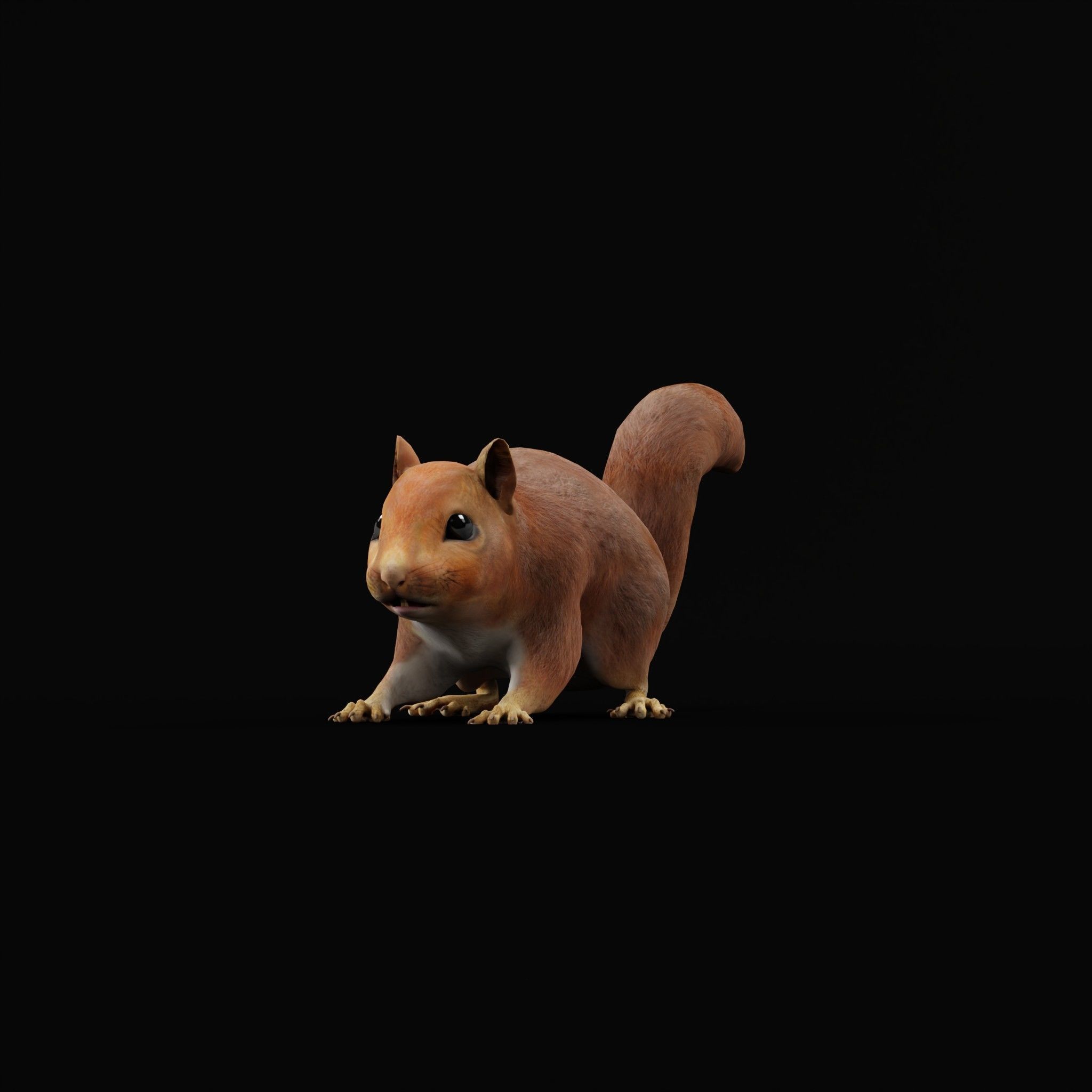 Eurasian Red Squirrel 3D model_25