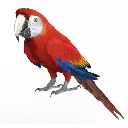 Ara Macao Animation - VFX Grace 3D model