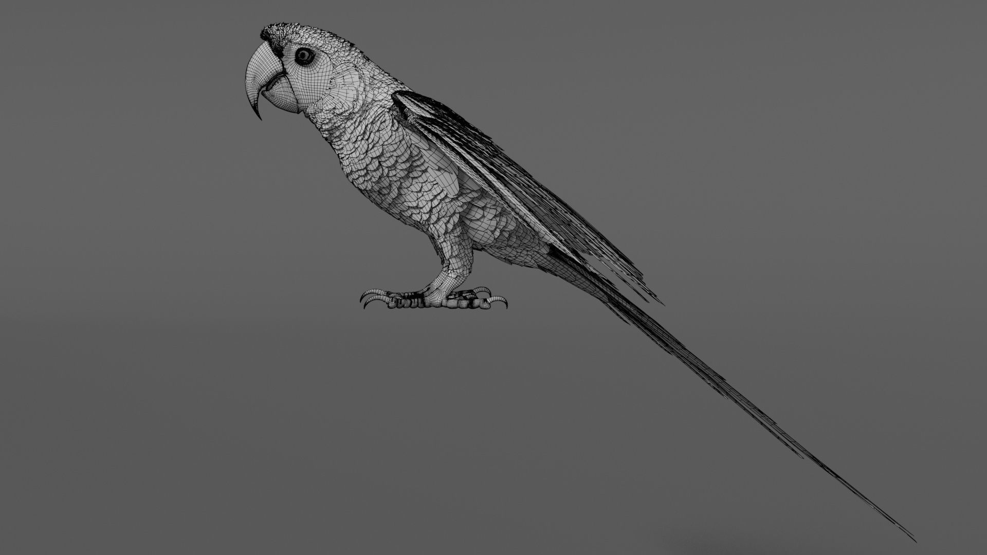 Ara Macao Animation - VFX Grace 3D model_23