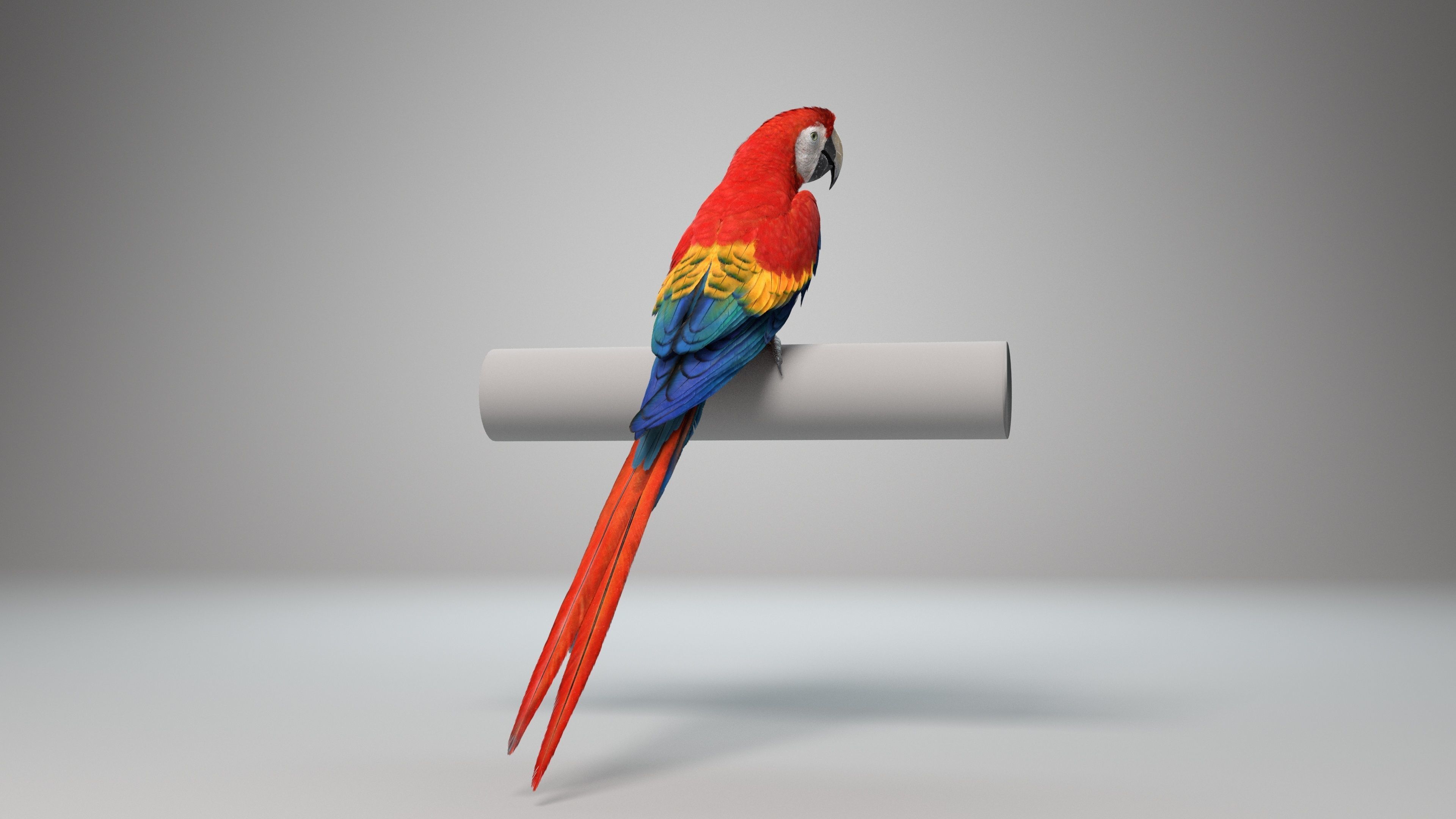 Ara Macao Animation - VFX Grace 3D model_8