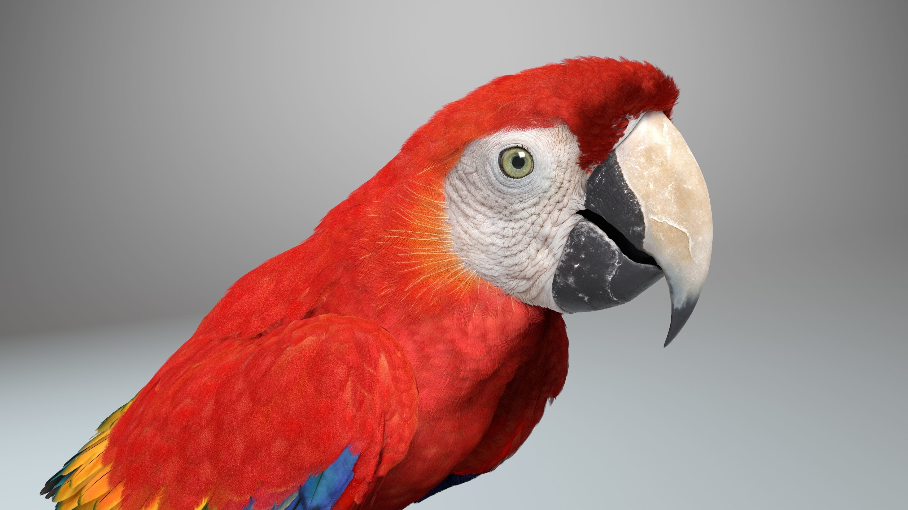 Ara Macao Animation - VFX Grace 3D model_13