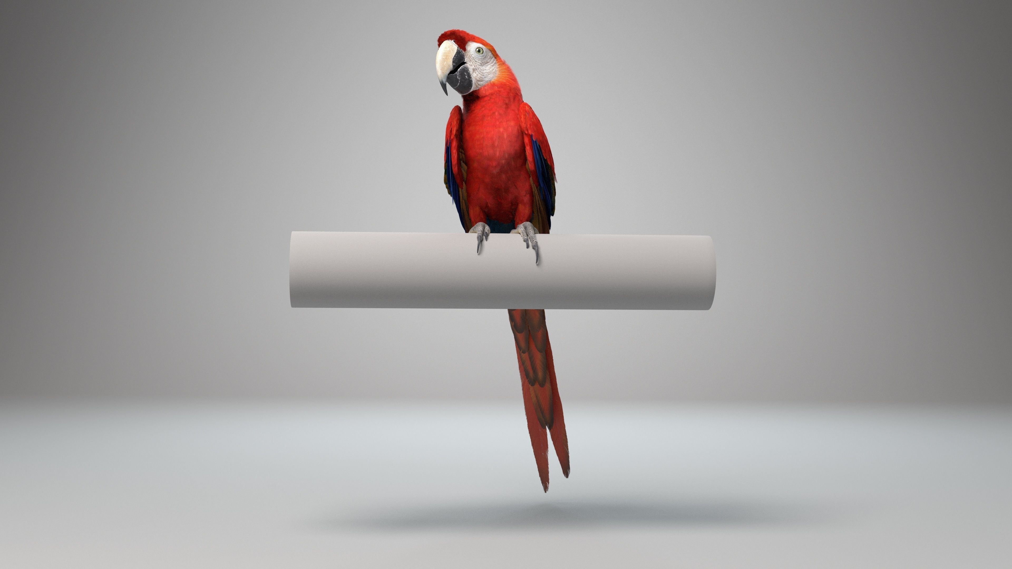 Ara Macao Animation - VFX Grace 3D model_9