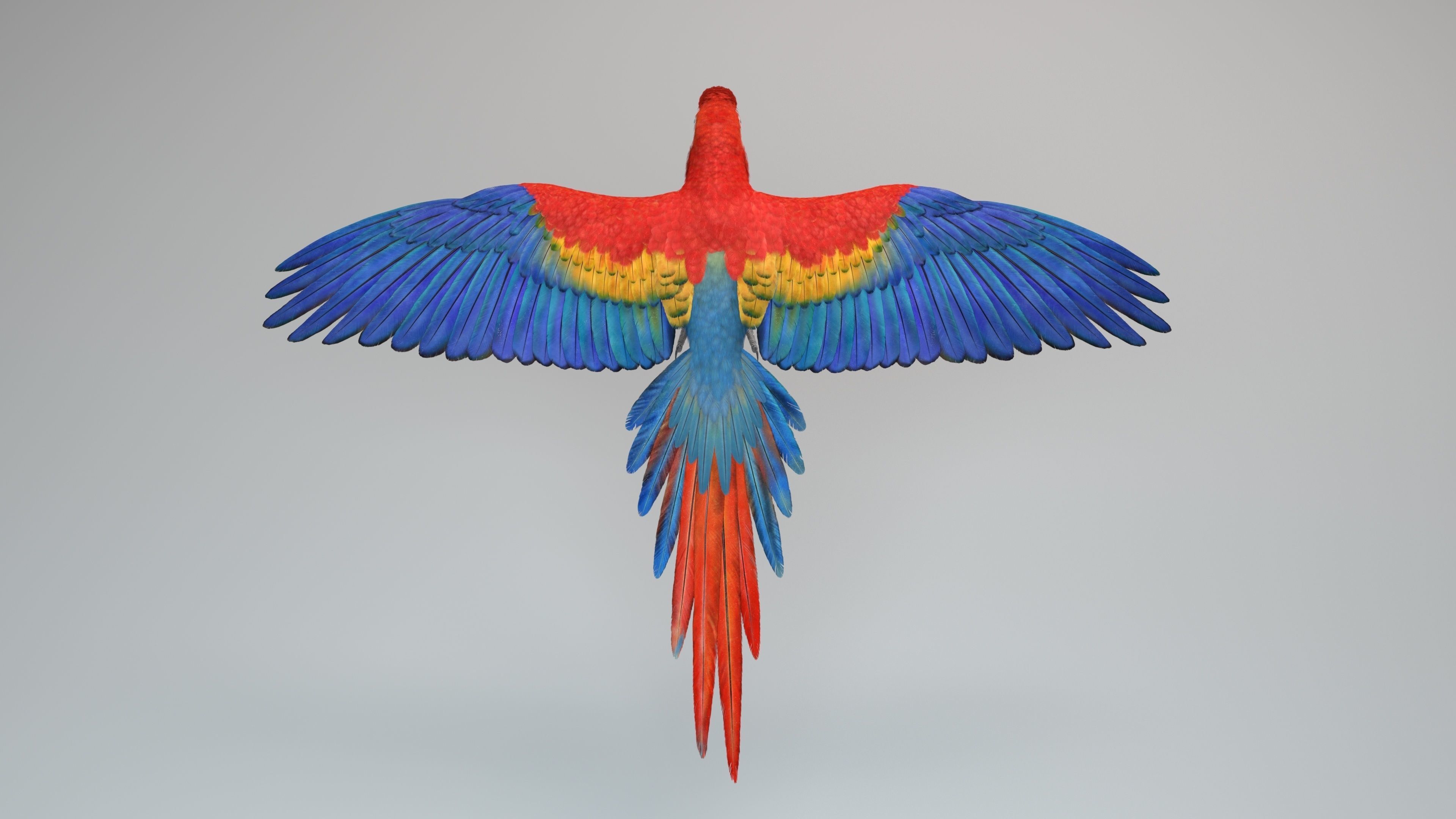 Ara Macao Animation - VFX Grace 3D model_10