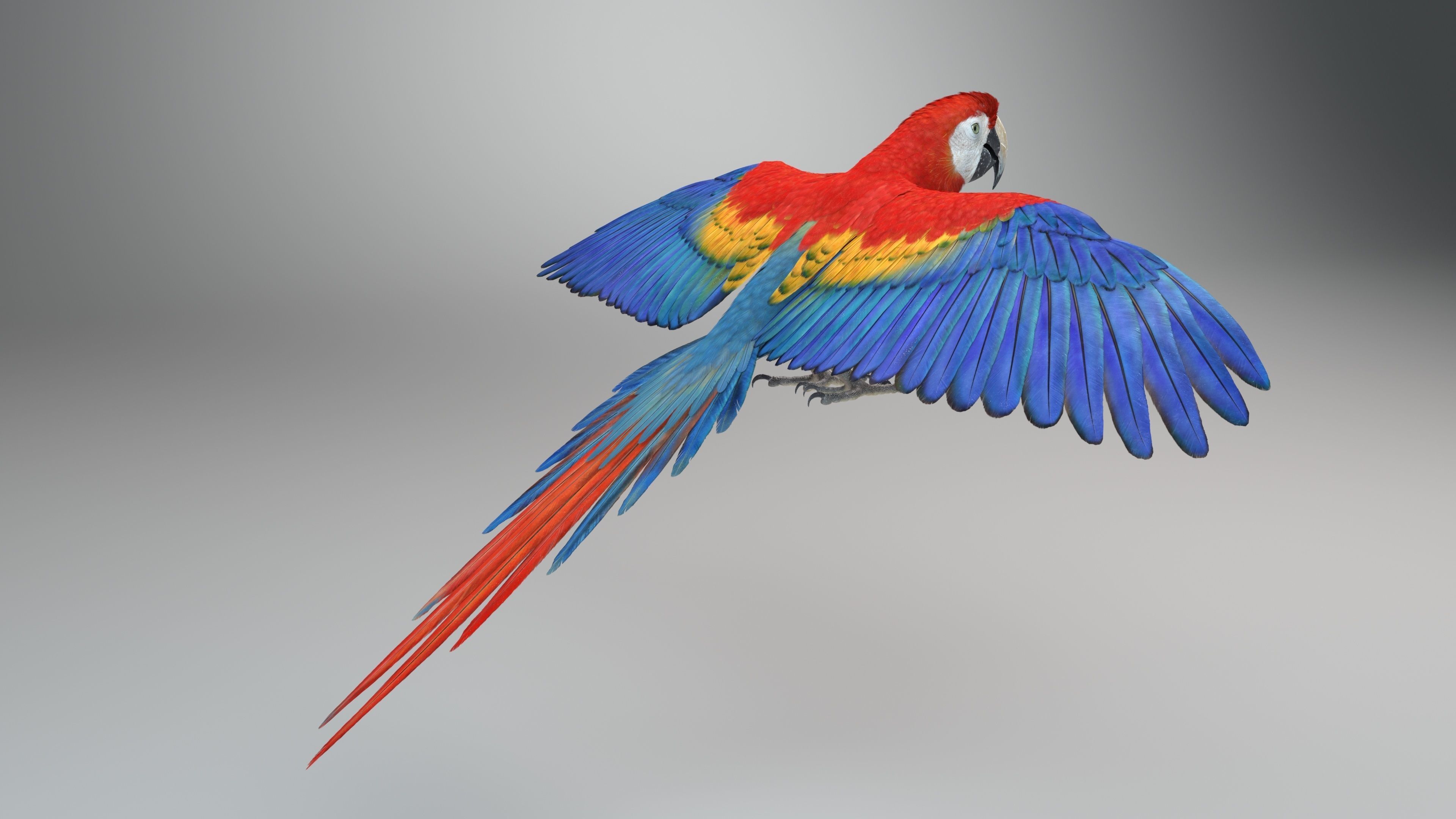 Ara Macao Animation - VFX Grace 3D model_12