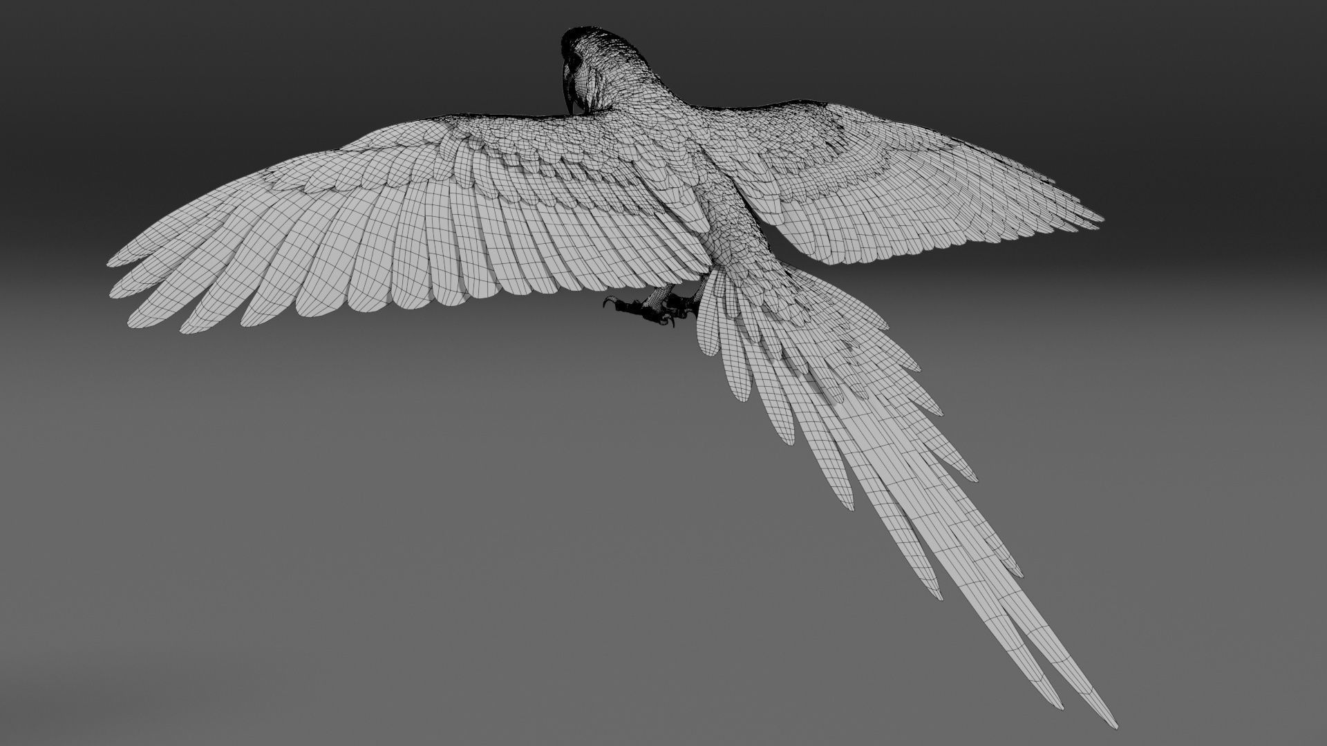 Ara Macao Animation - VFX Grace 3D model_22