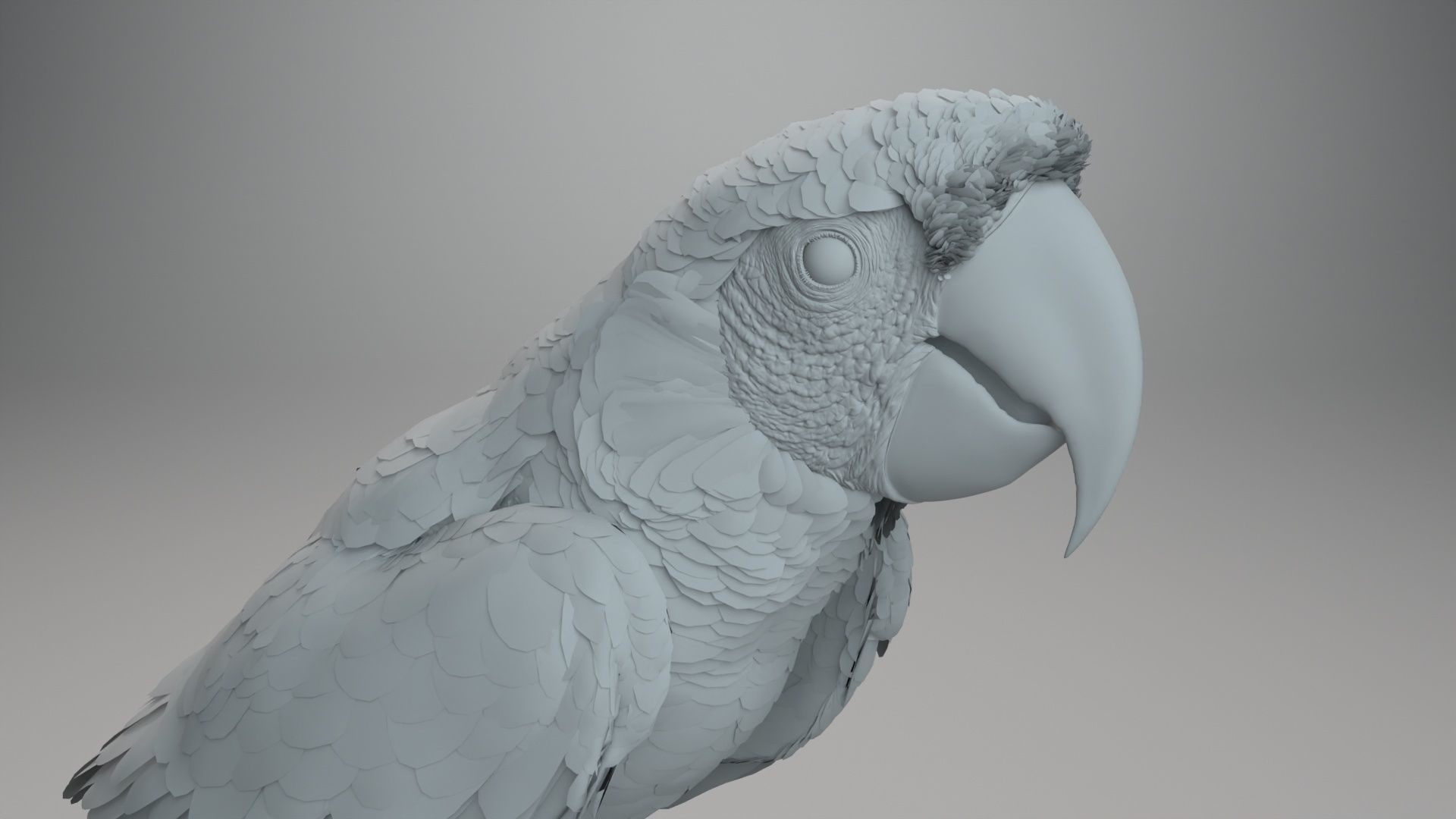 Ara Macao Animation - VFX Grace 3D model_14