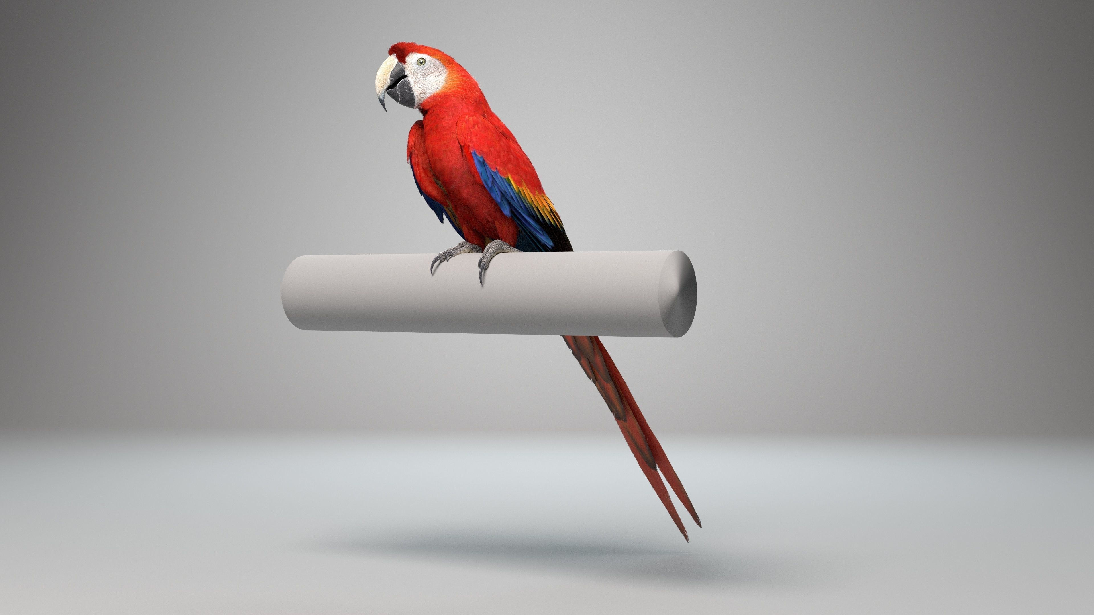 Ara Macao Animation - VFX Grace 3D model_6