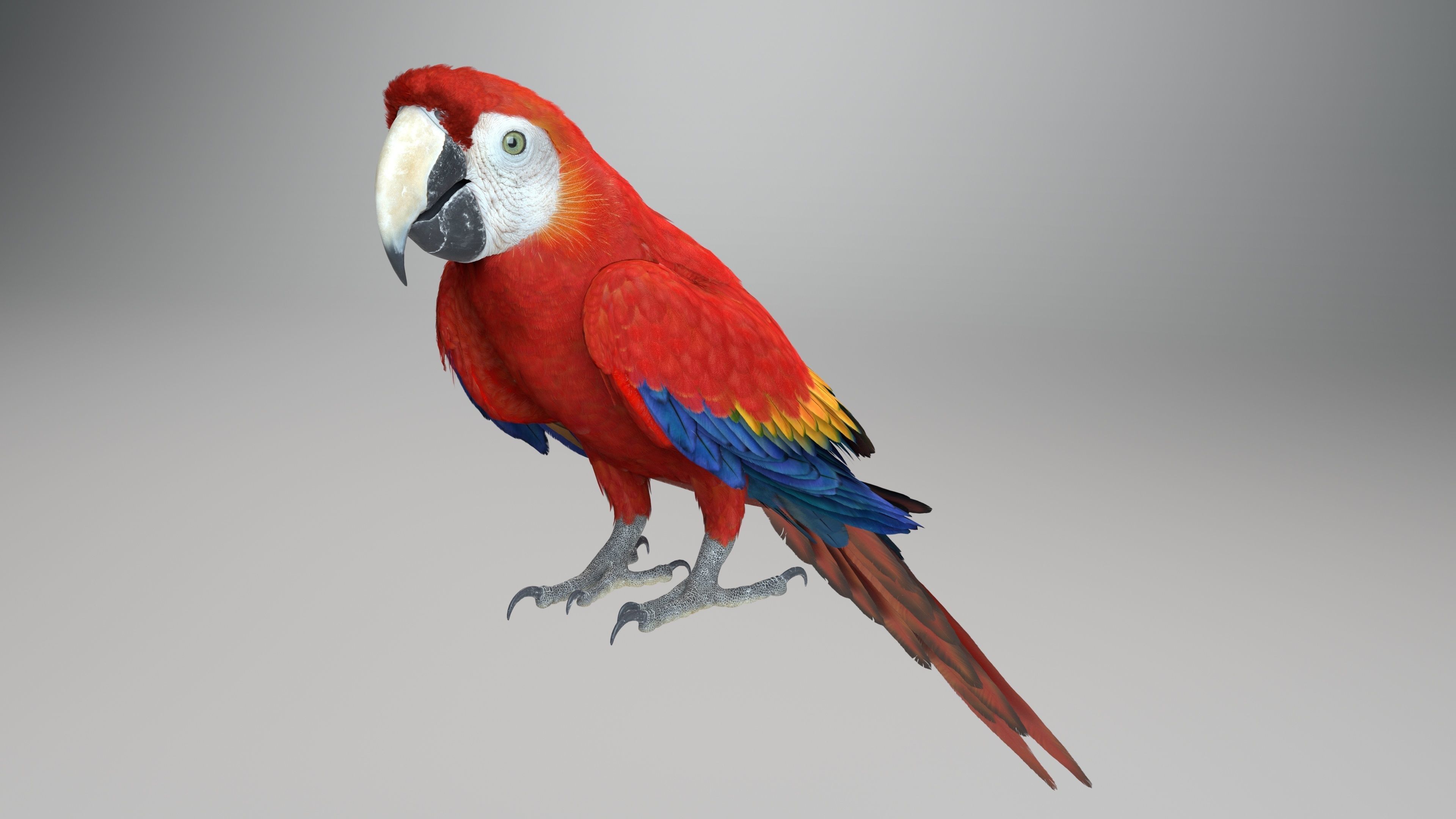 Ara Macao Animation - VFX Grace 3D model_11