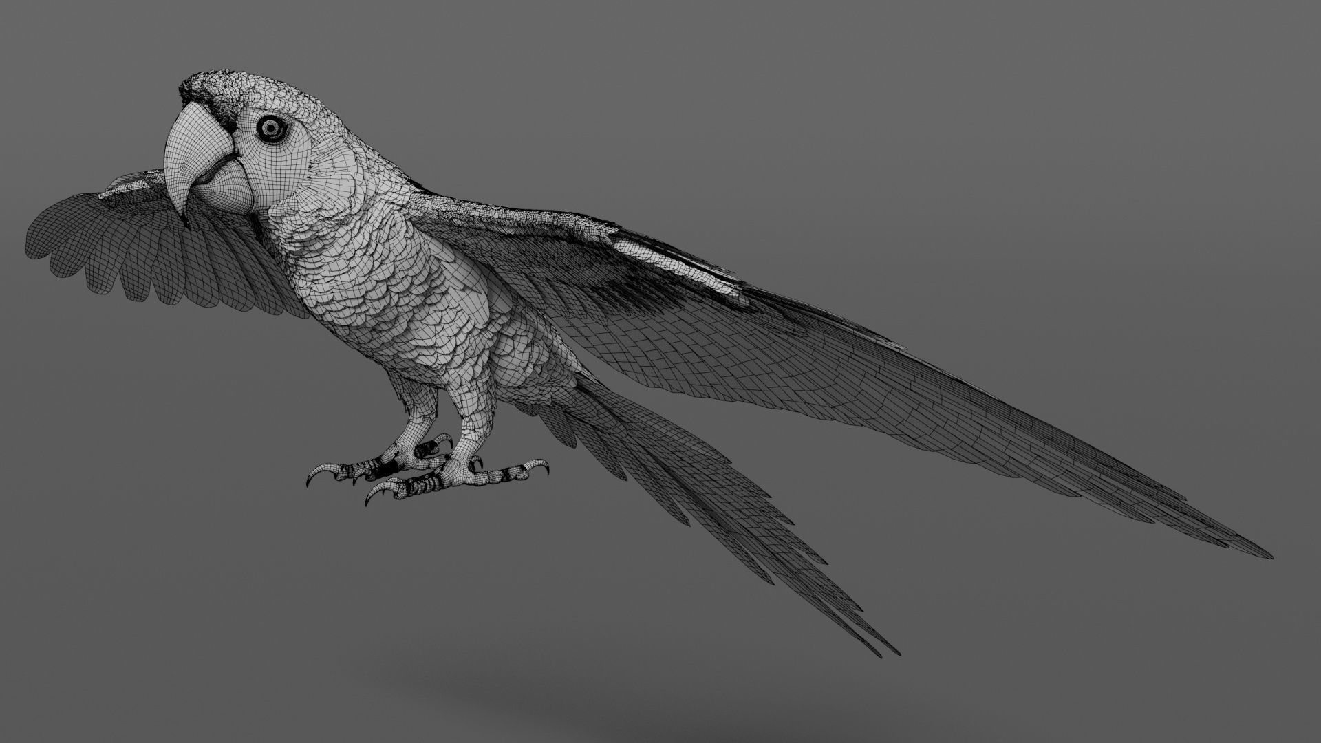 Ara Macao Animation - VFX Grace 3D model_21