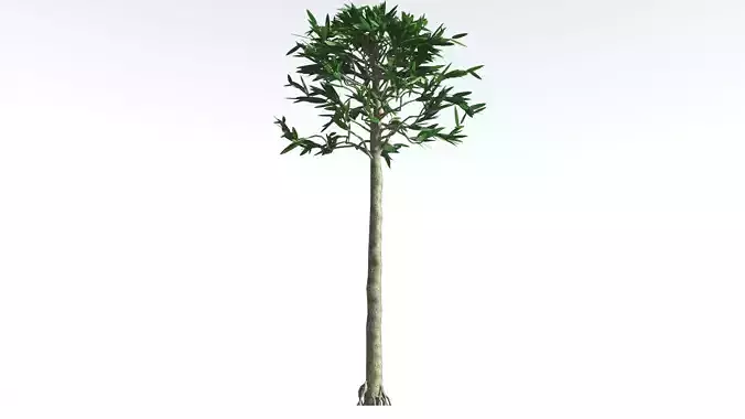 EVERYPlant Cordaites LowPoly 4 --12 Models-- Low-poly 3D model