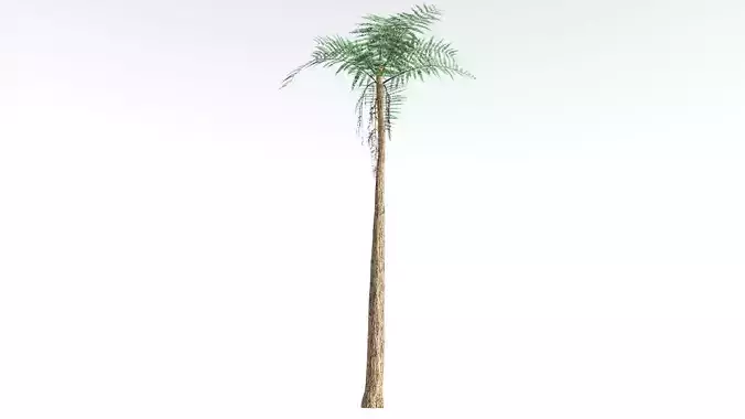 EVERYPlant Psaronius Tree Fern 1 --12 Models-- 3D model