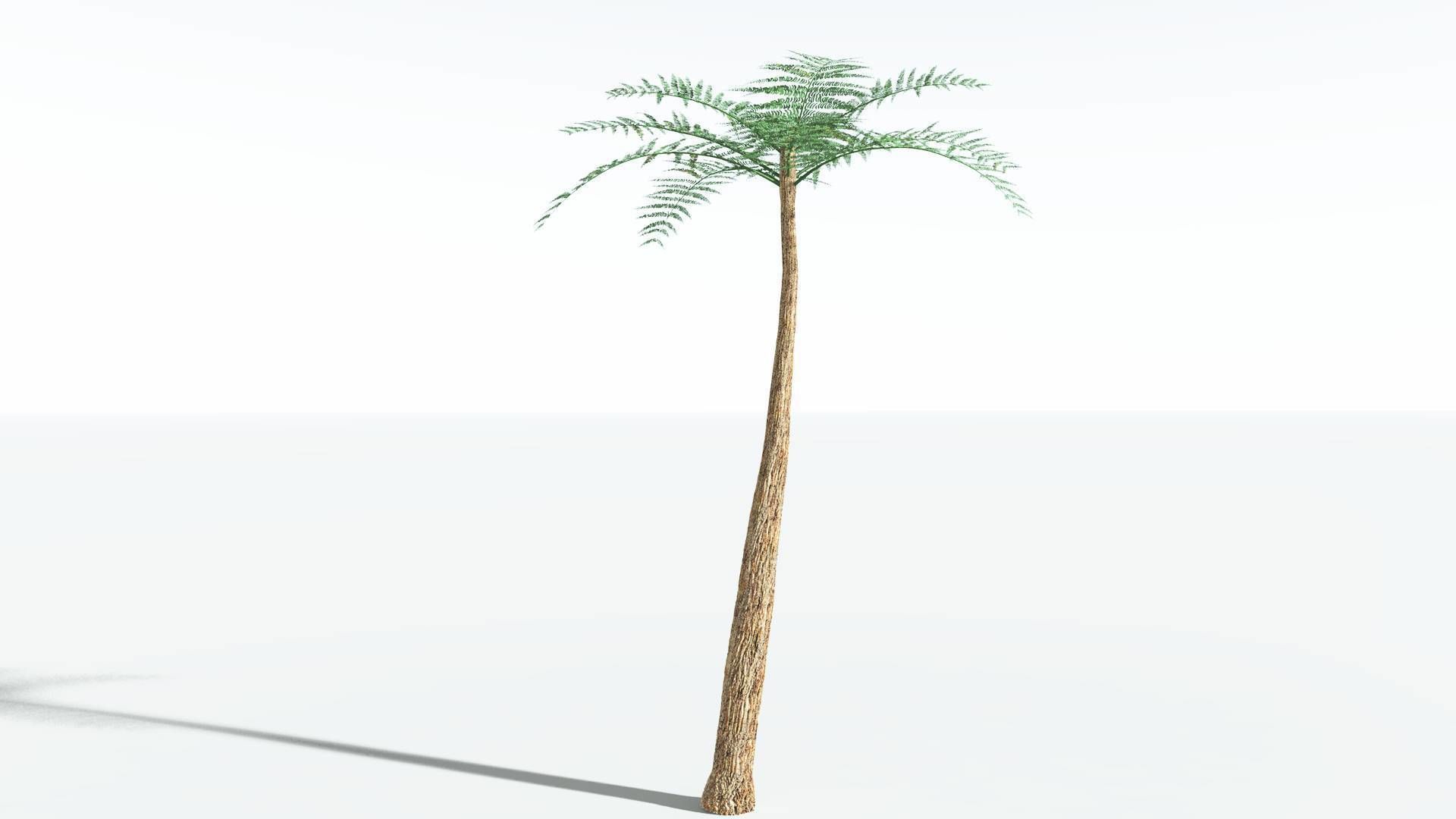 EVERYPlant Psaronius Tree Fern 2 --12 Models-- 3D model_24