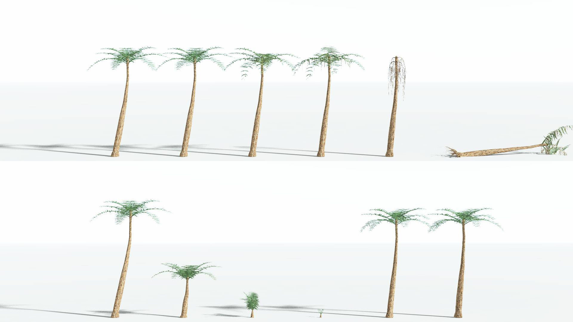 EVERYPlant Psaronius Tree Fern 2 --12 Models-- 3D model_1