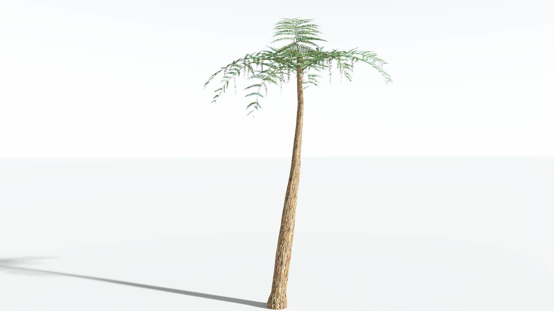 EVERYPlant Psaronius Tree Fern 2 --12 Models-- 3D model_8