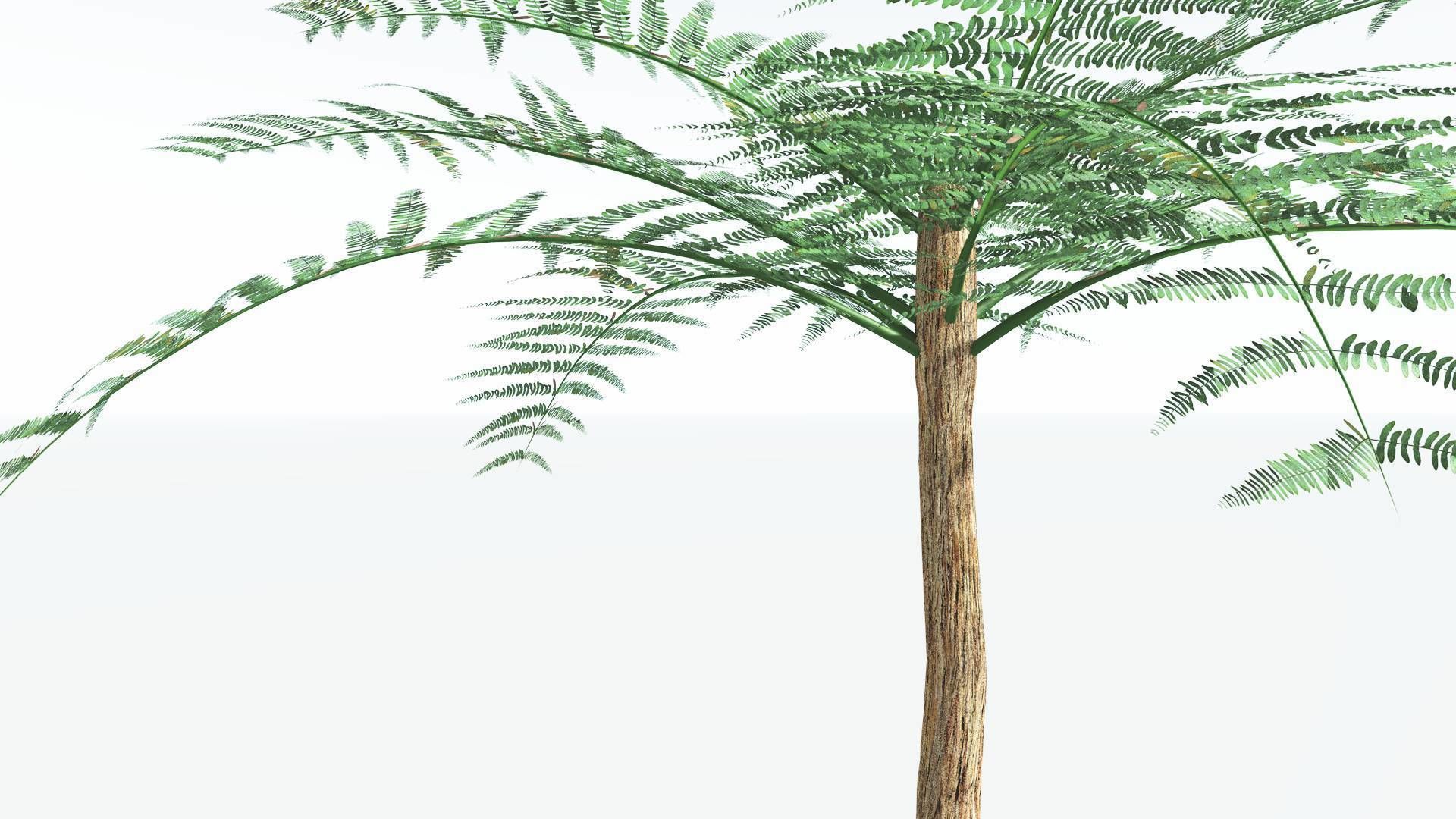 EVERYPlant Psaronius Tree Fern 2 --12 Models-- 3D model_25