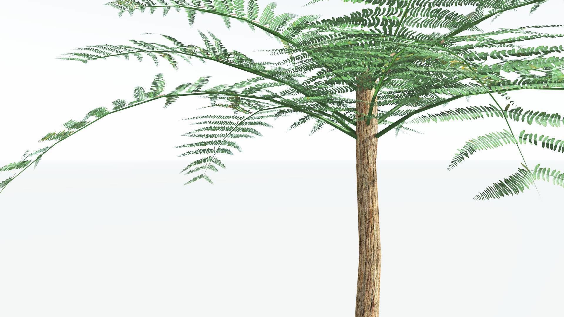 EVERYPlant Psaronius Tree Fern 2 --12 Models-- 3D model_23