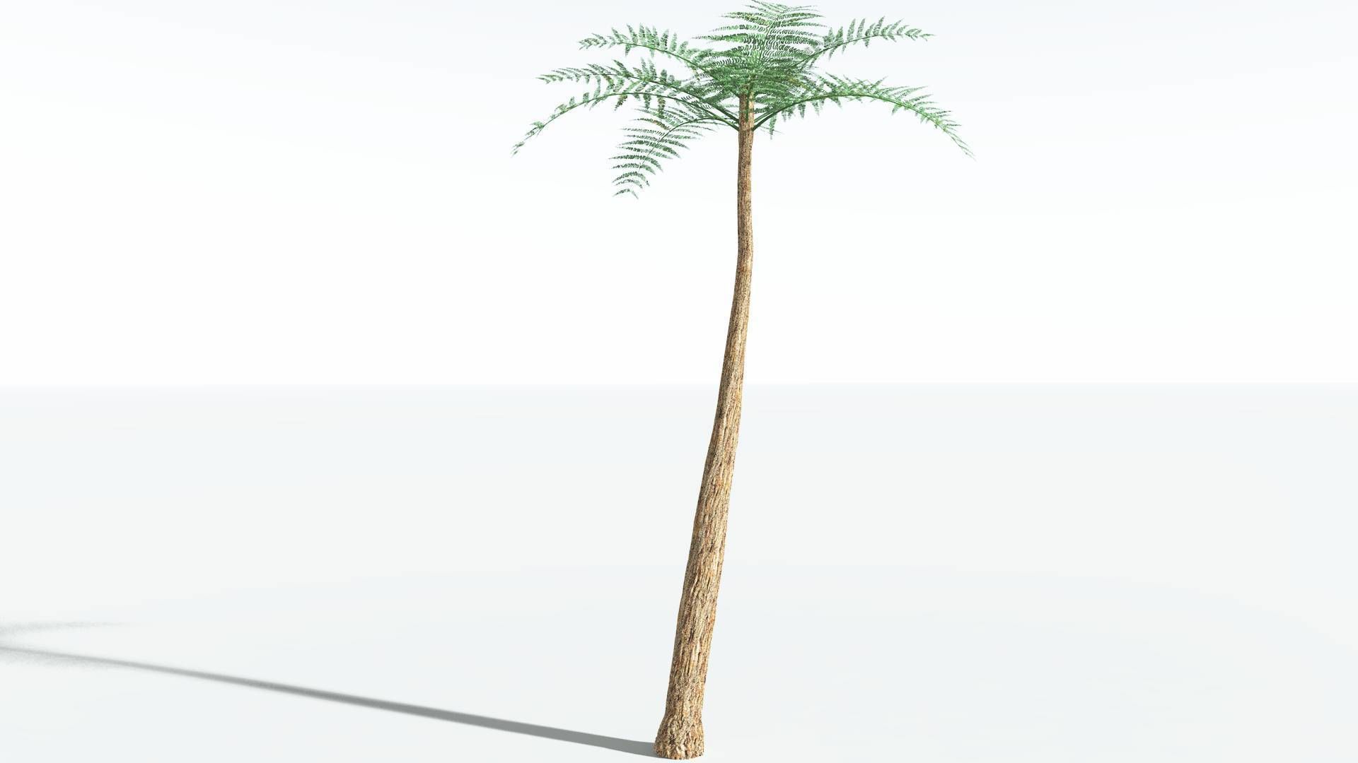 EVERYPlant Psaronius Tree Fern 2 --12 Models-- 3D model_14
