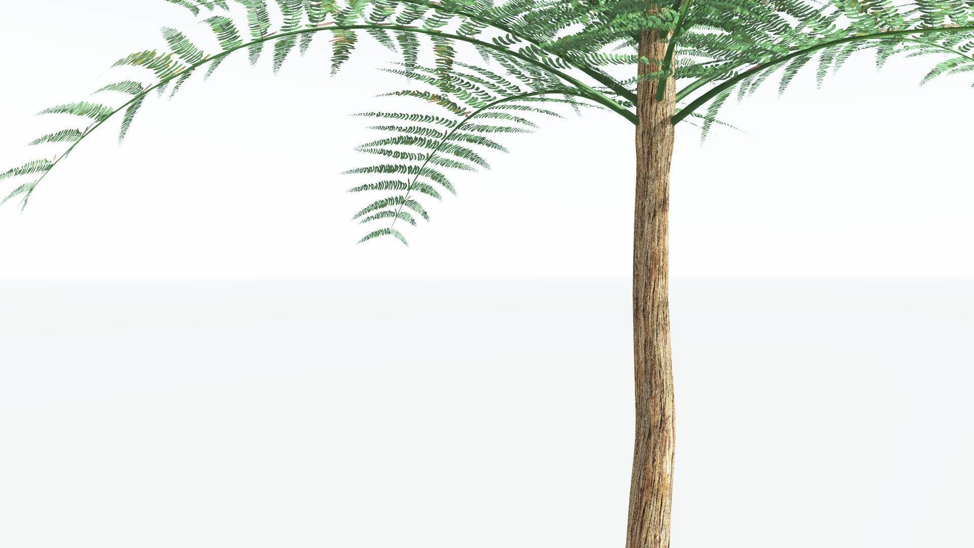 EVERYPlant Psaronius Tree Fern 2 --12 Models-- 3D model_15