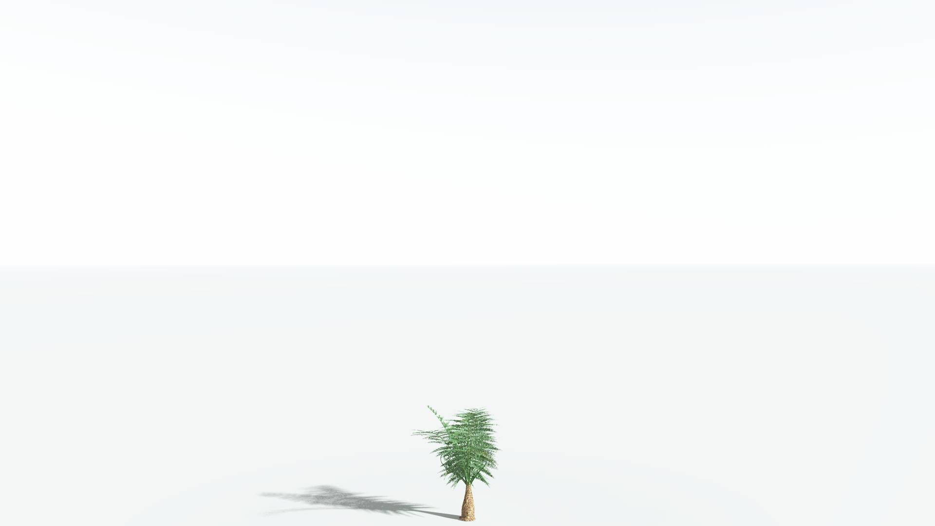 EVERYPlant Psaronius Tree Fern 2 --12 Models-- 3D model_18