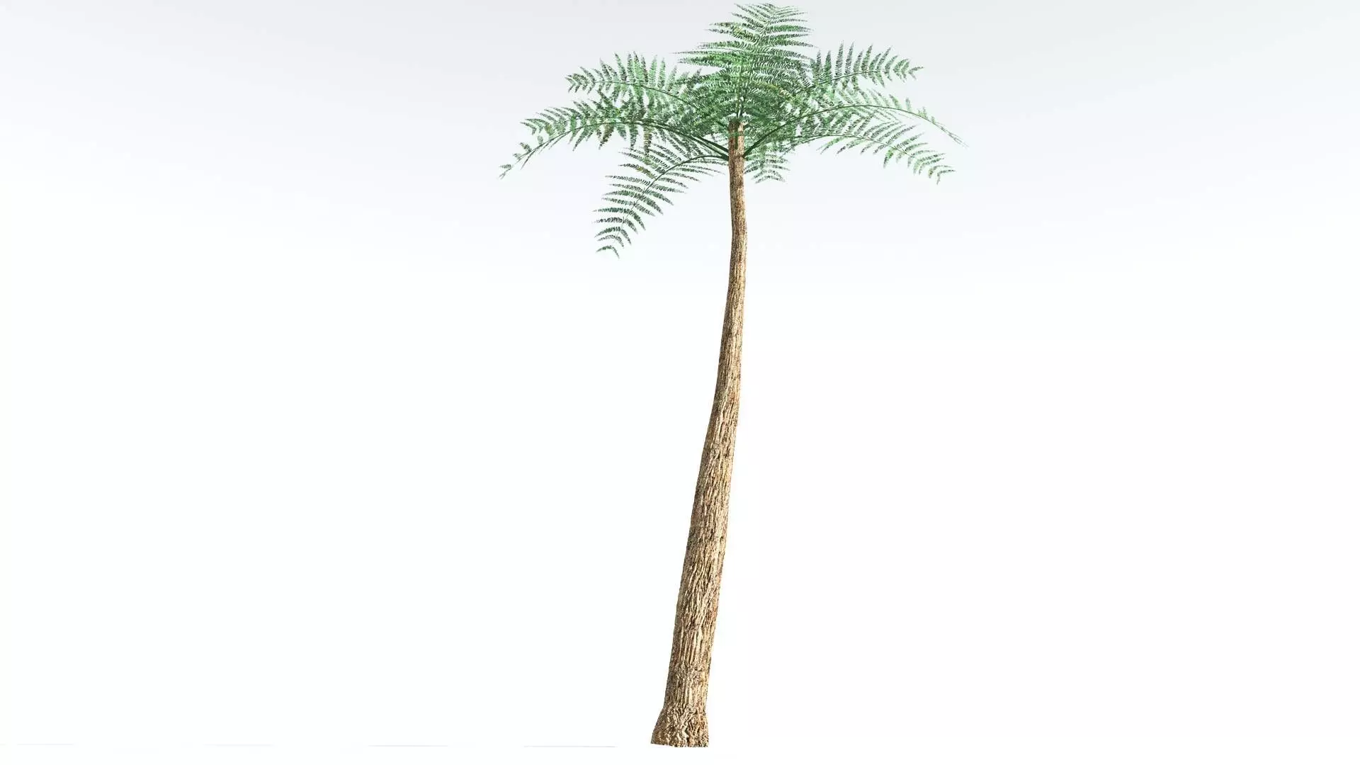 EVERYPlant Psaronius Tree Fern 2 --12 Models-- 3D model_0