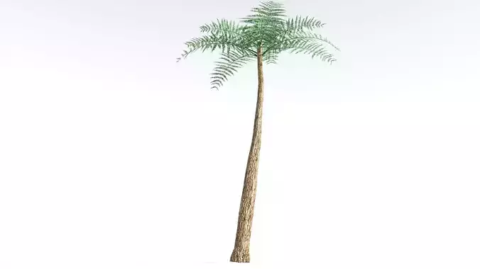 EVERYPlant Psaronius Tree Fern 2 --12 Models-- 3D model