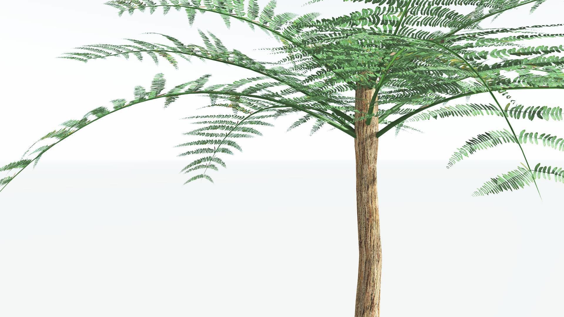 EVERYPlant Psaronius Tree Fern 2 --12 Models-- 3D model_3