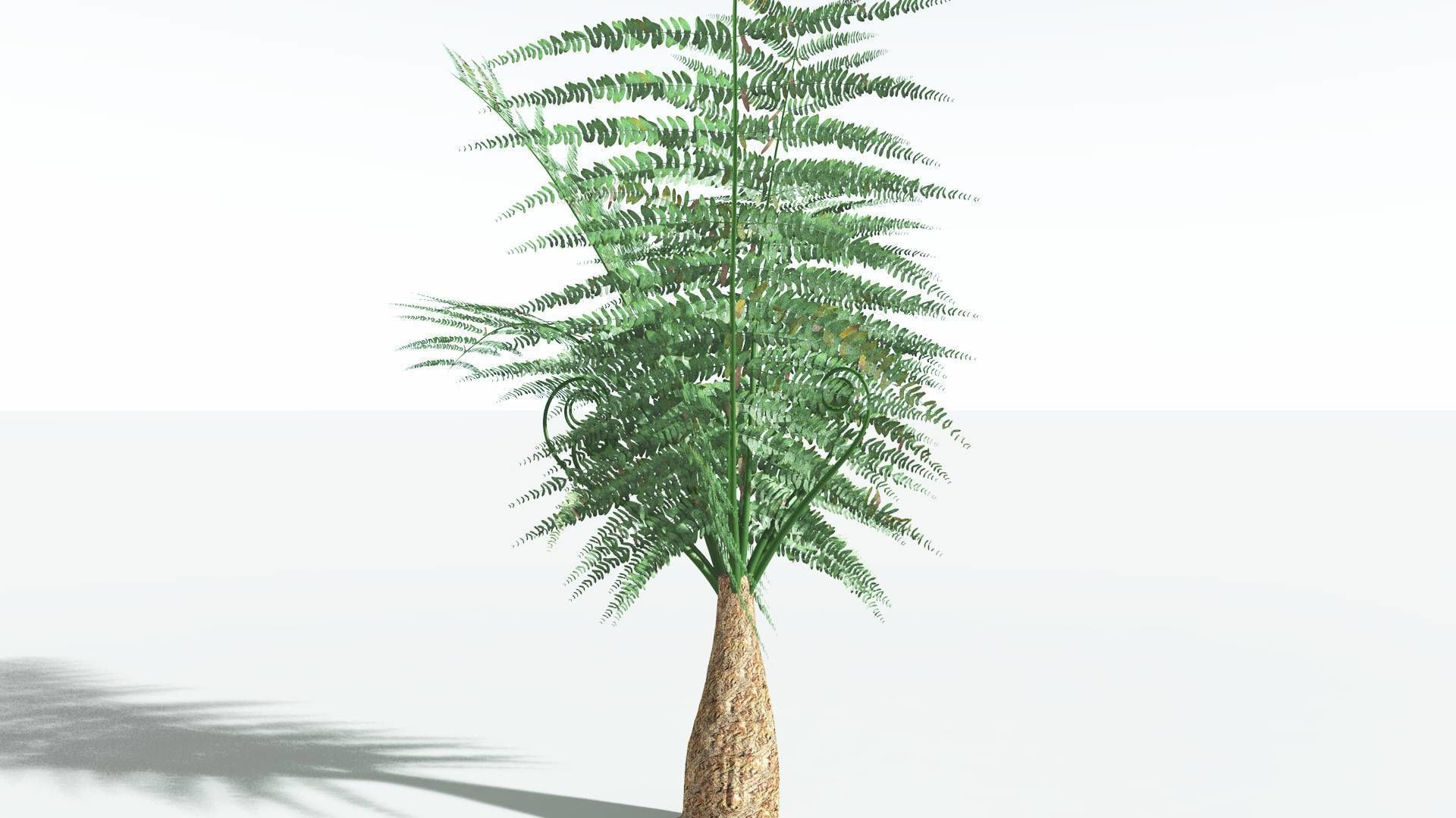 EVERYPlant Psaronius Tree Fern 2 --12 Models-- 3D model_19