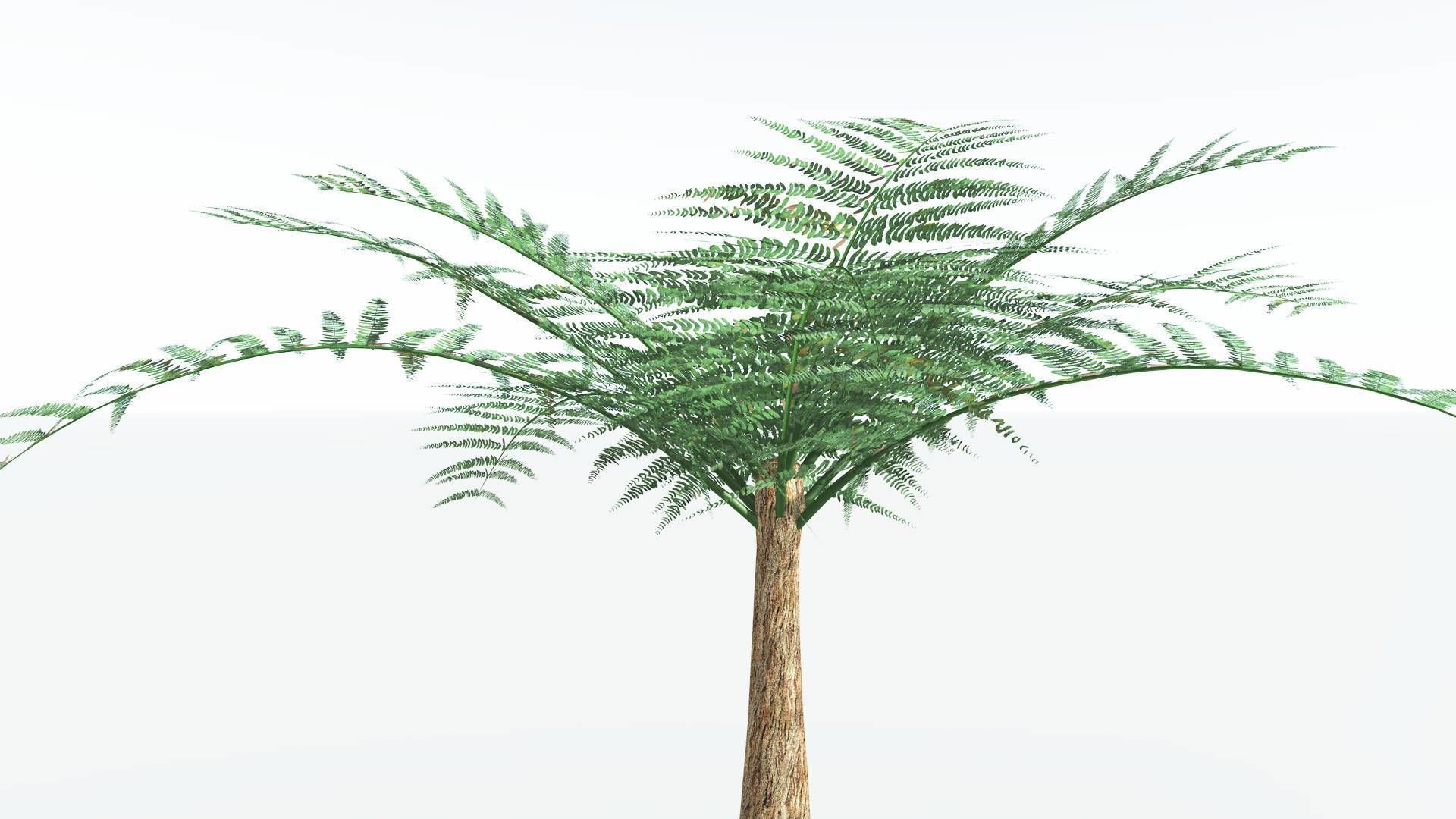 EVERYPlant Psaronius Tree Fern 2 --12 Models-- 3D model_17