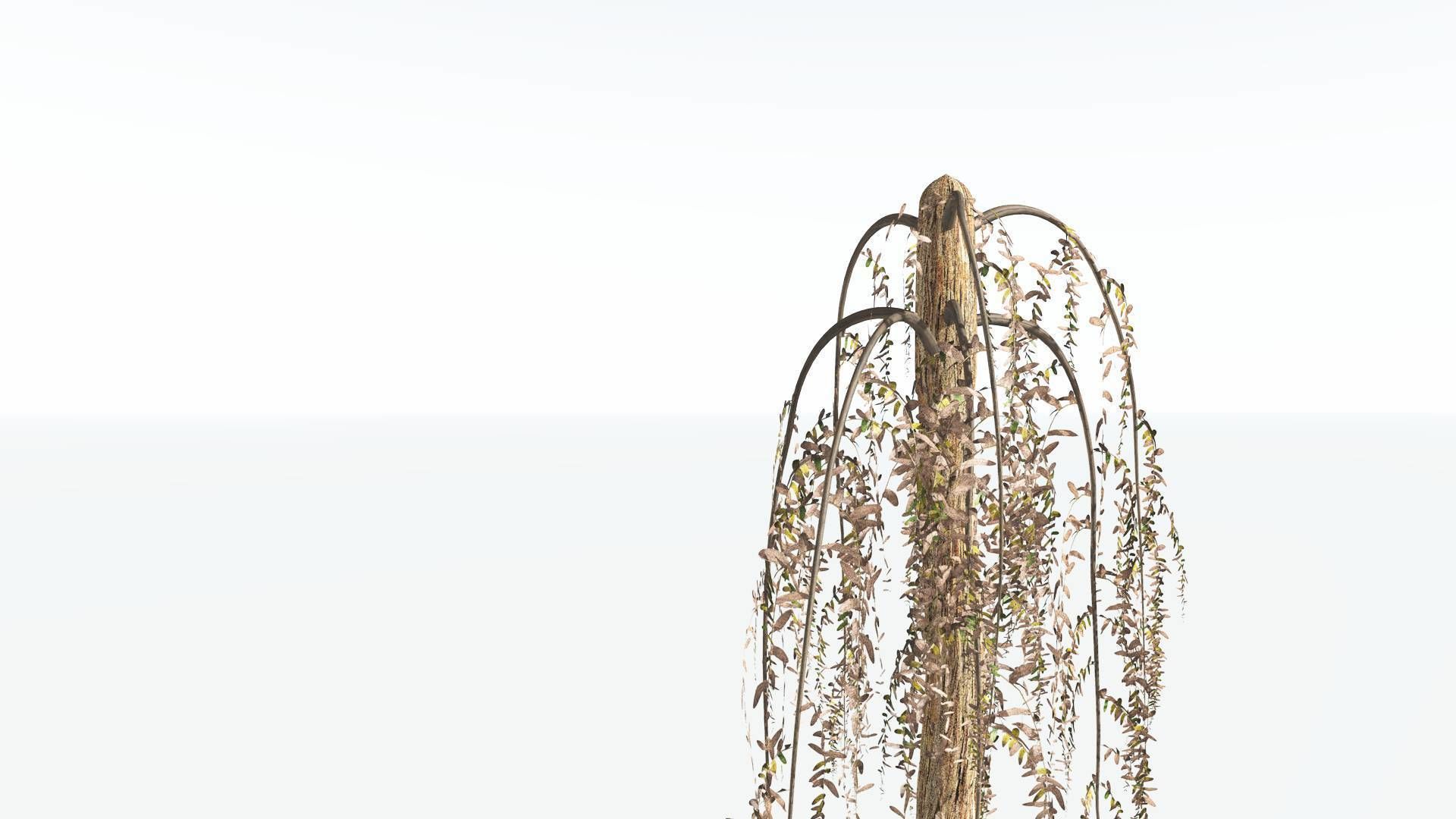 EVERYPlant Psaronius Tree Fern 2 --12 Models-- 3D model_11