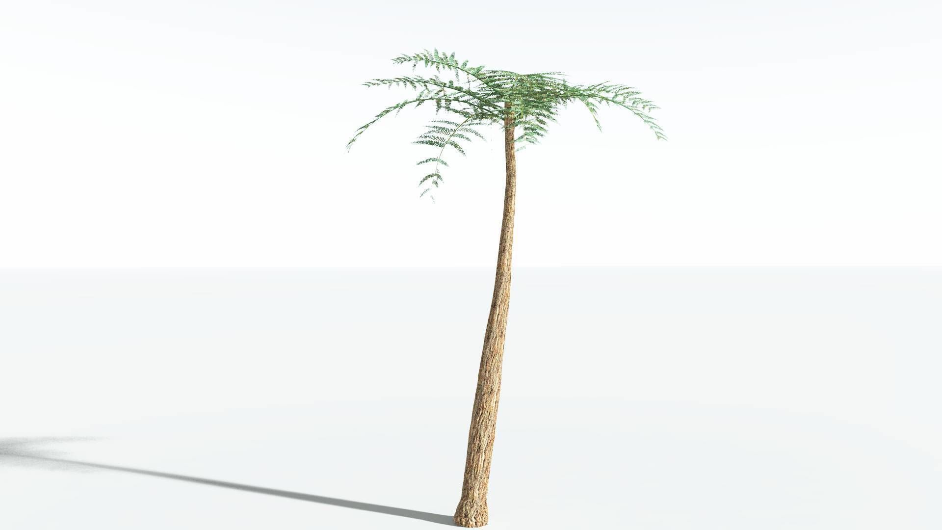 EVERYPlant Psaronius Tree Fern 2 --12 Models-- 3D model_6