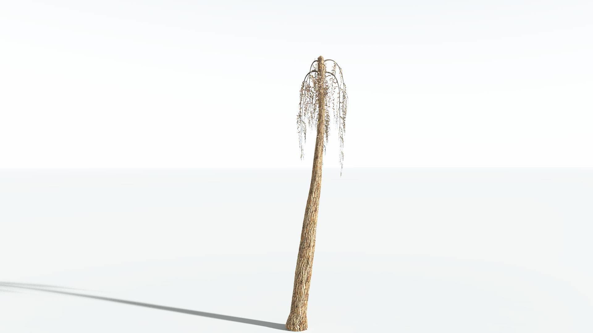 EVERYPlant Psaronius Tree Fern 2 --12 Models-- 3D model_10