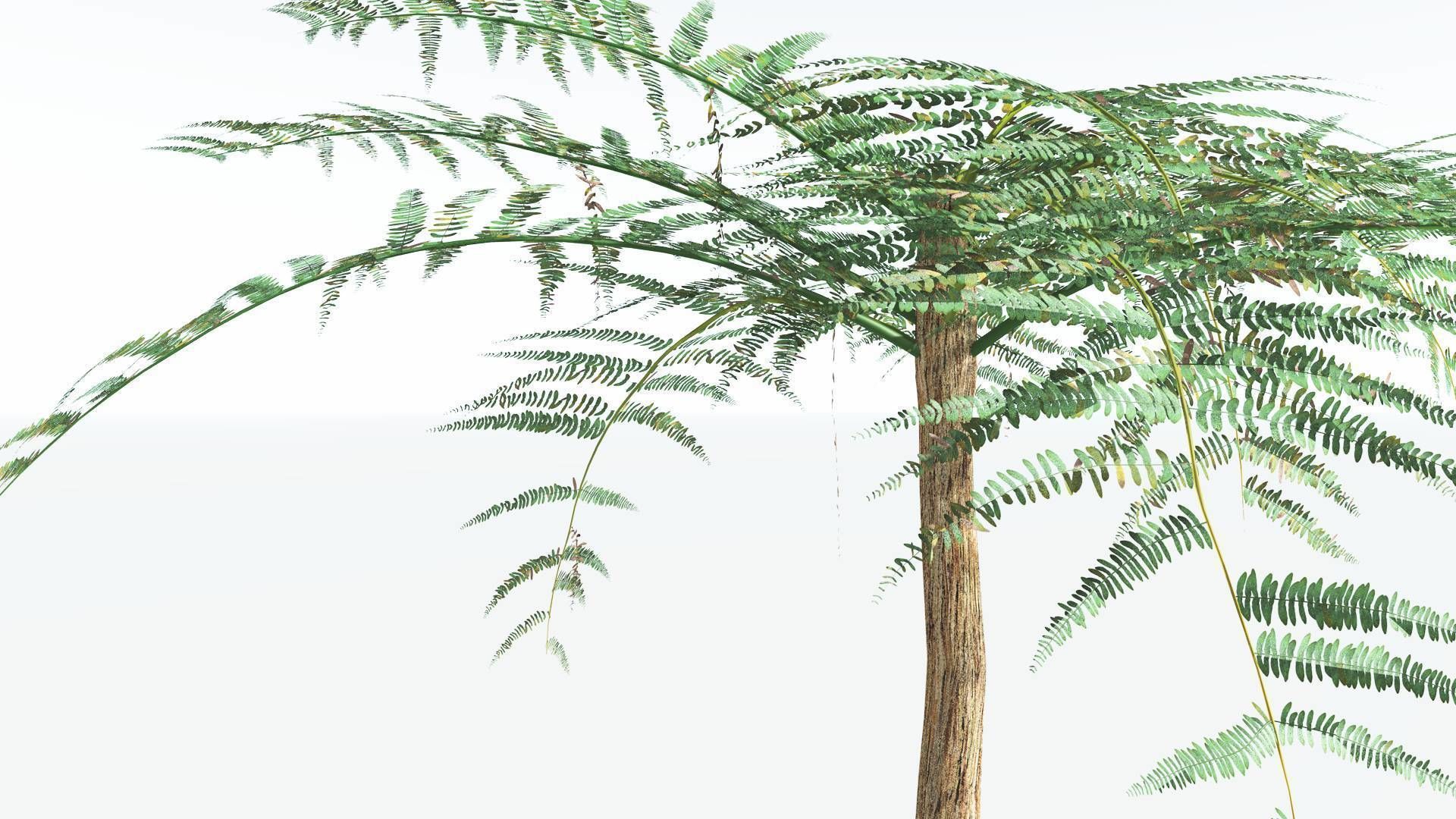 EVERYPlant Psaronius Tree Fern 2 --12 Models-- 3D model_7