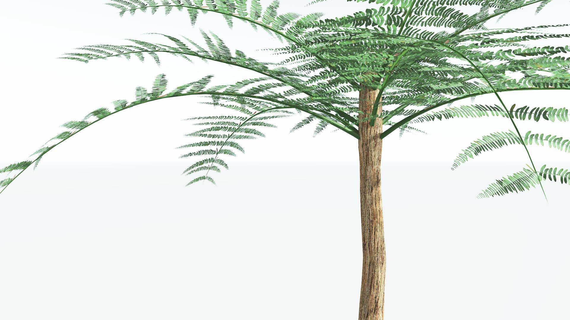 EVERYPlant Psaronius Tree Fern 2 --12 Models-- 3D model_5