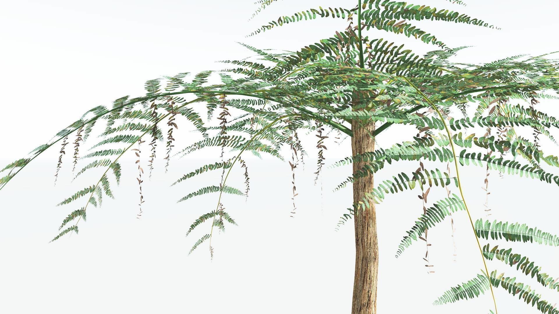 EVERYPlant Psaronius Tree Fern 2 --12 Models-- 3D model_9