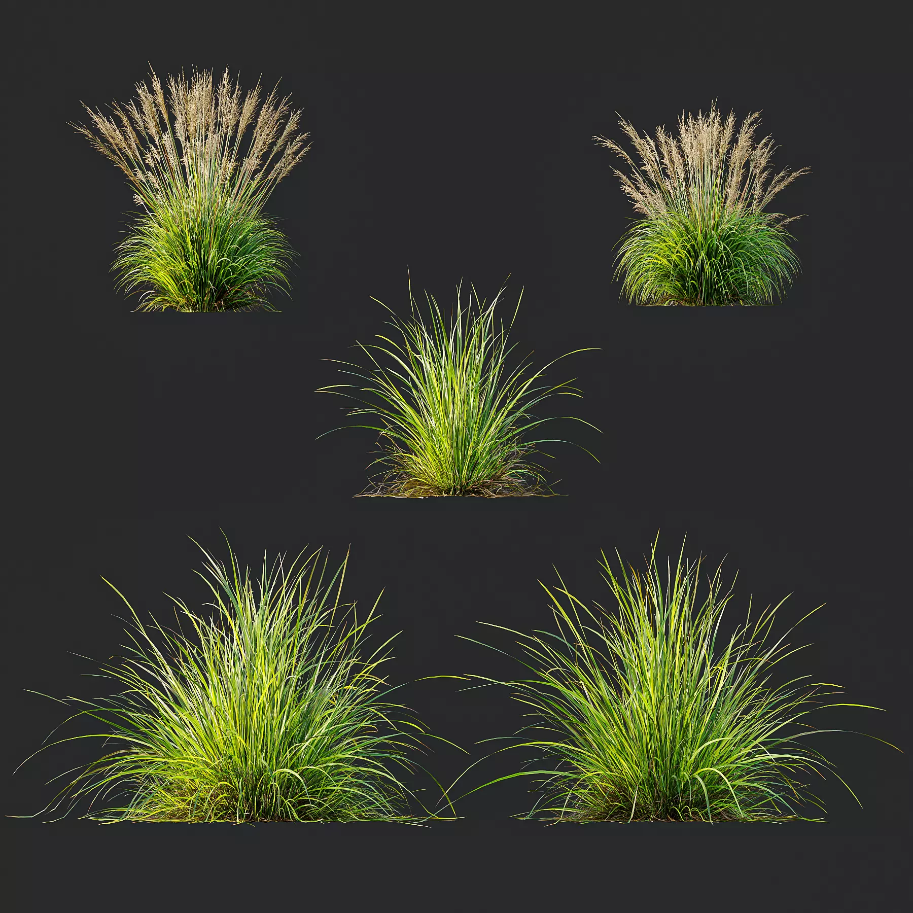 Grass 3D model