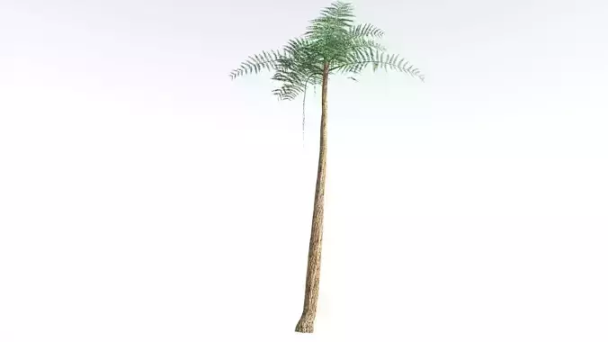EVERYPlant Psaronius Tree Fern 3 --12 Models-- 3D model
