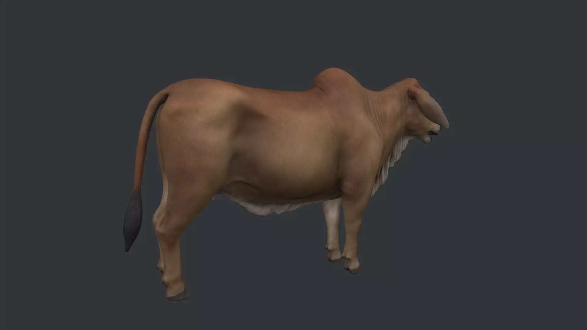 Indian Cow Low-poly 3D model