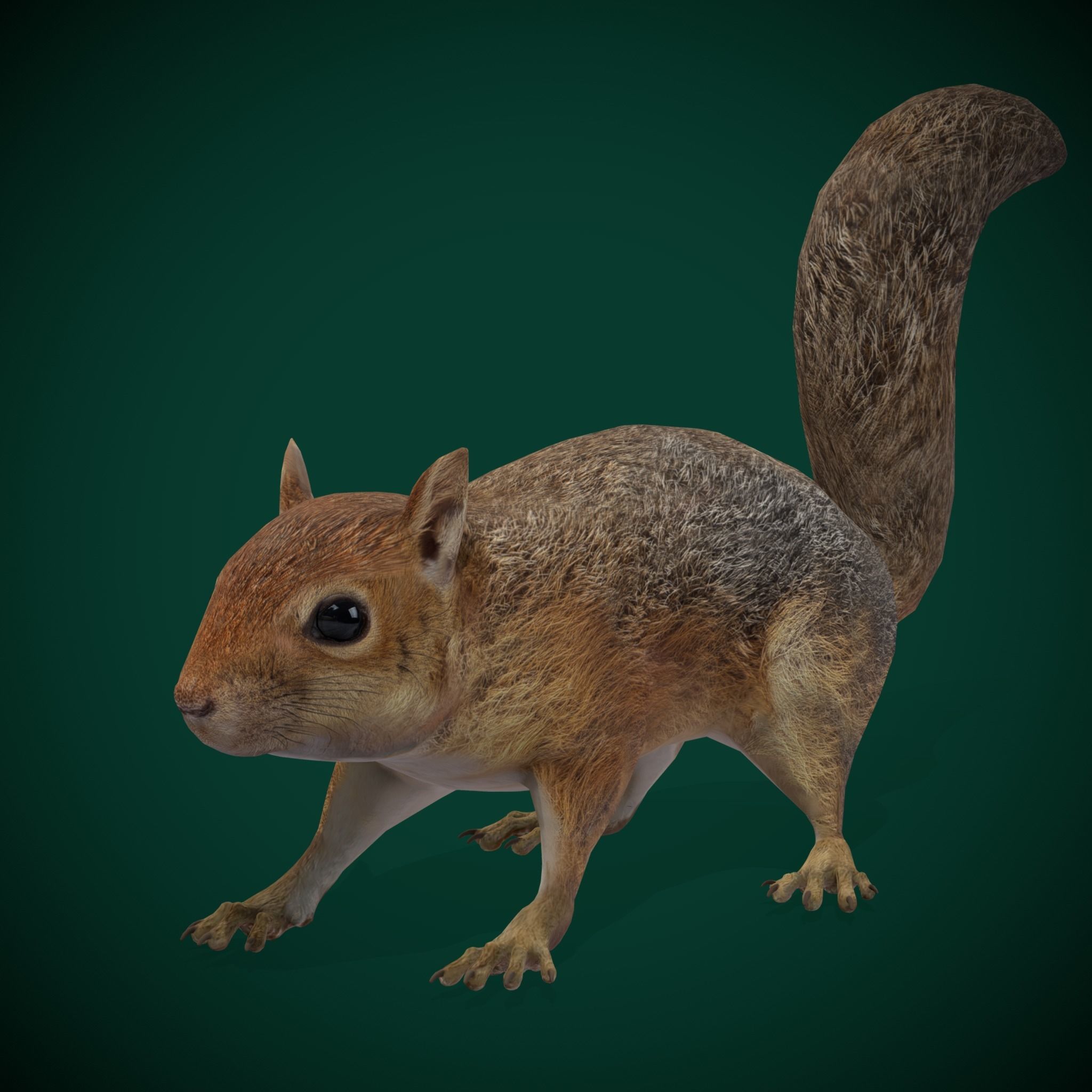Fox Squirrel Rodent Low-poly 3D model_11