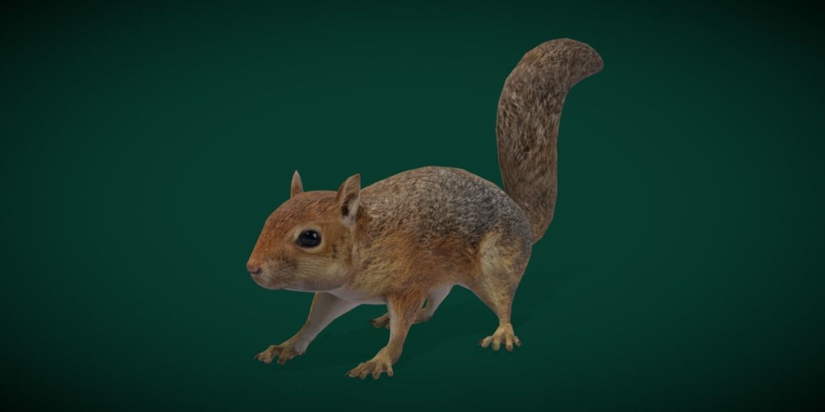 Fox Squirrel Rodent Low-poly 3D model_20