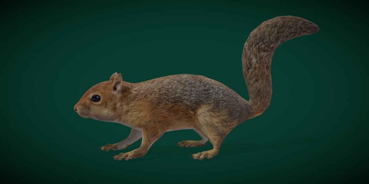 Fox Squirrel Rodent Low-poly 3D model_3