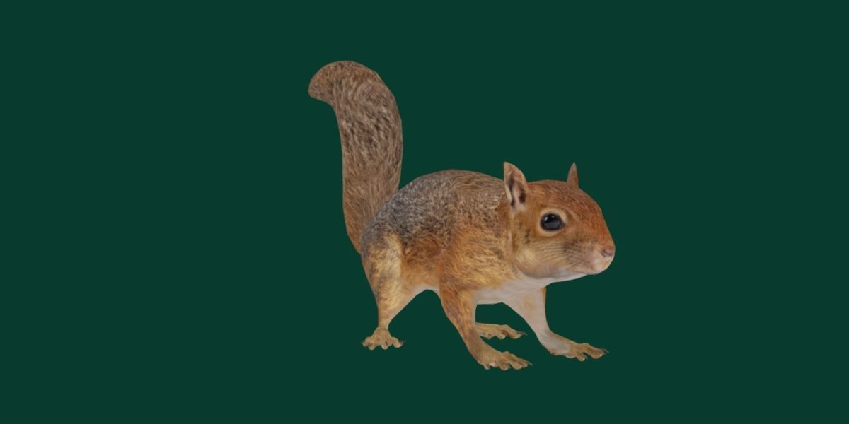 Fox Squirrel Rodent Low-poly 3D model_15