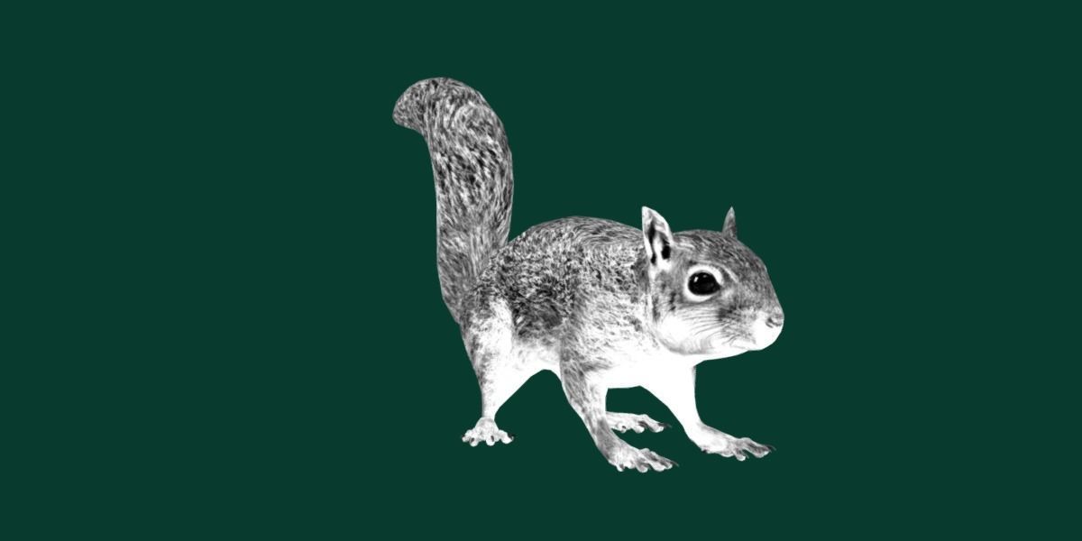 Fox Squirrel Rodent Low-poly 3D model_17