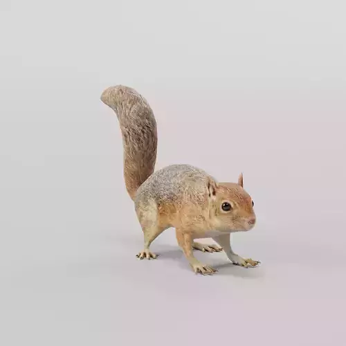 Fox Squirrel Rodent