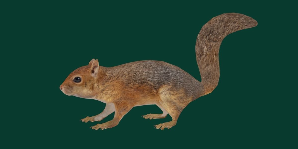 Fox Squirrel Rodent Low-poly 3D model_14