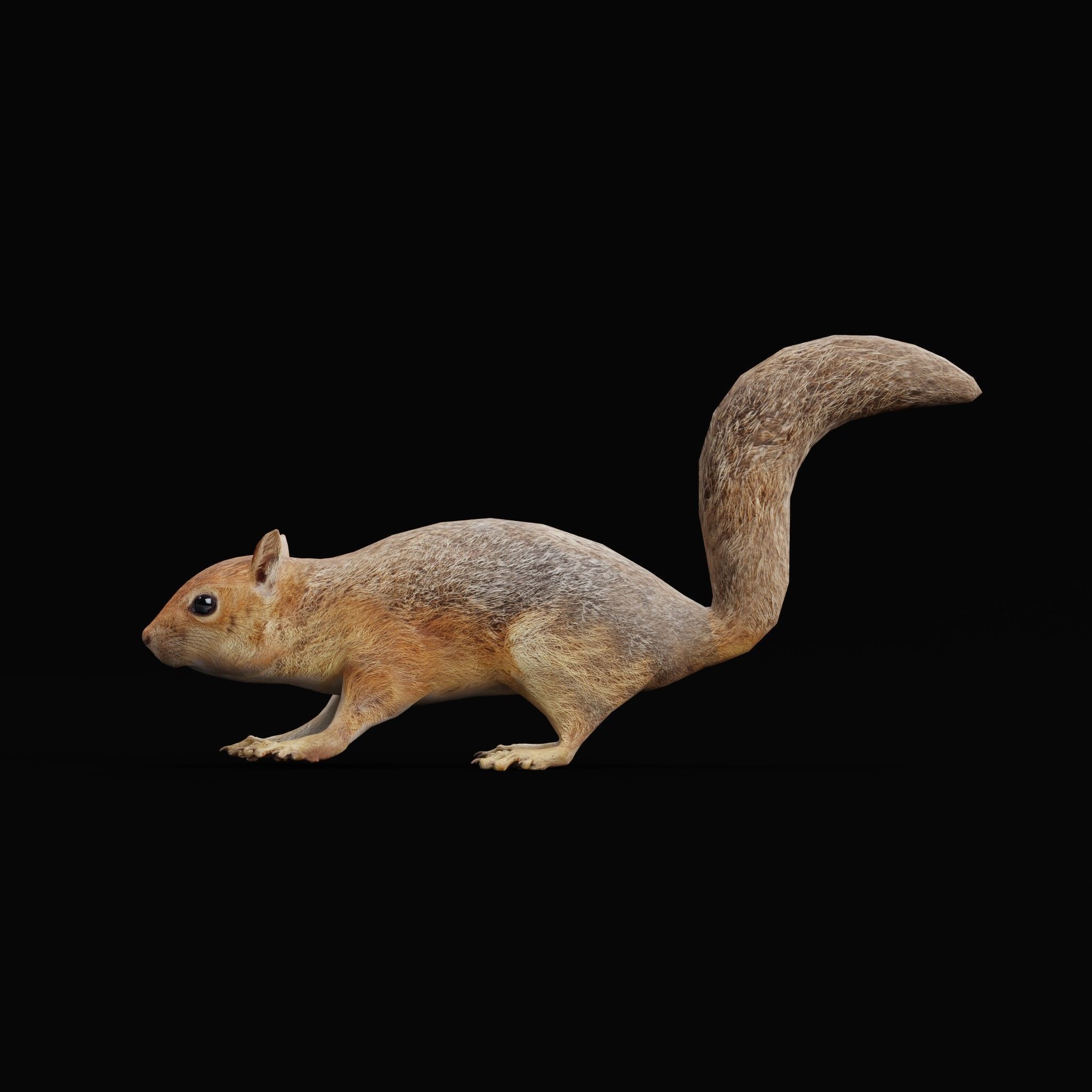 Fox Squirrel Rodent Low-poly 3D model_24
