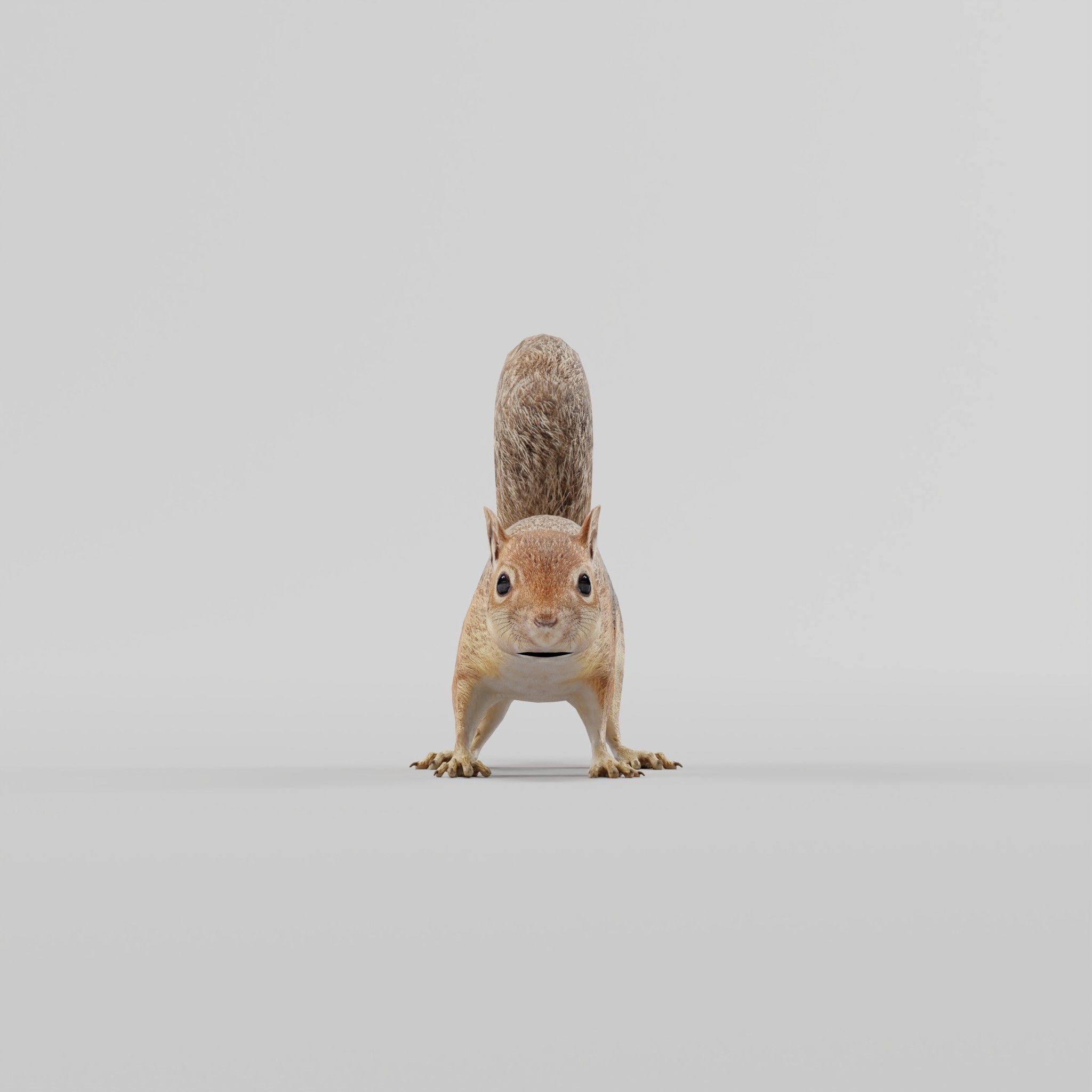 Fox Squirrel Rodent Low-poly 3D model_21