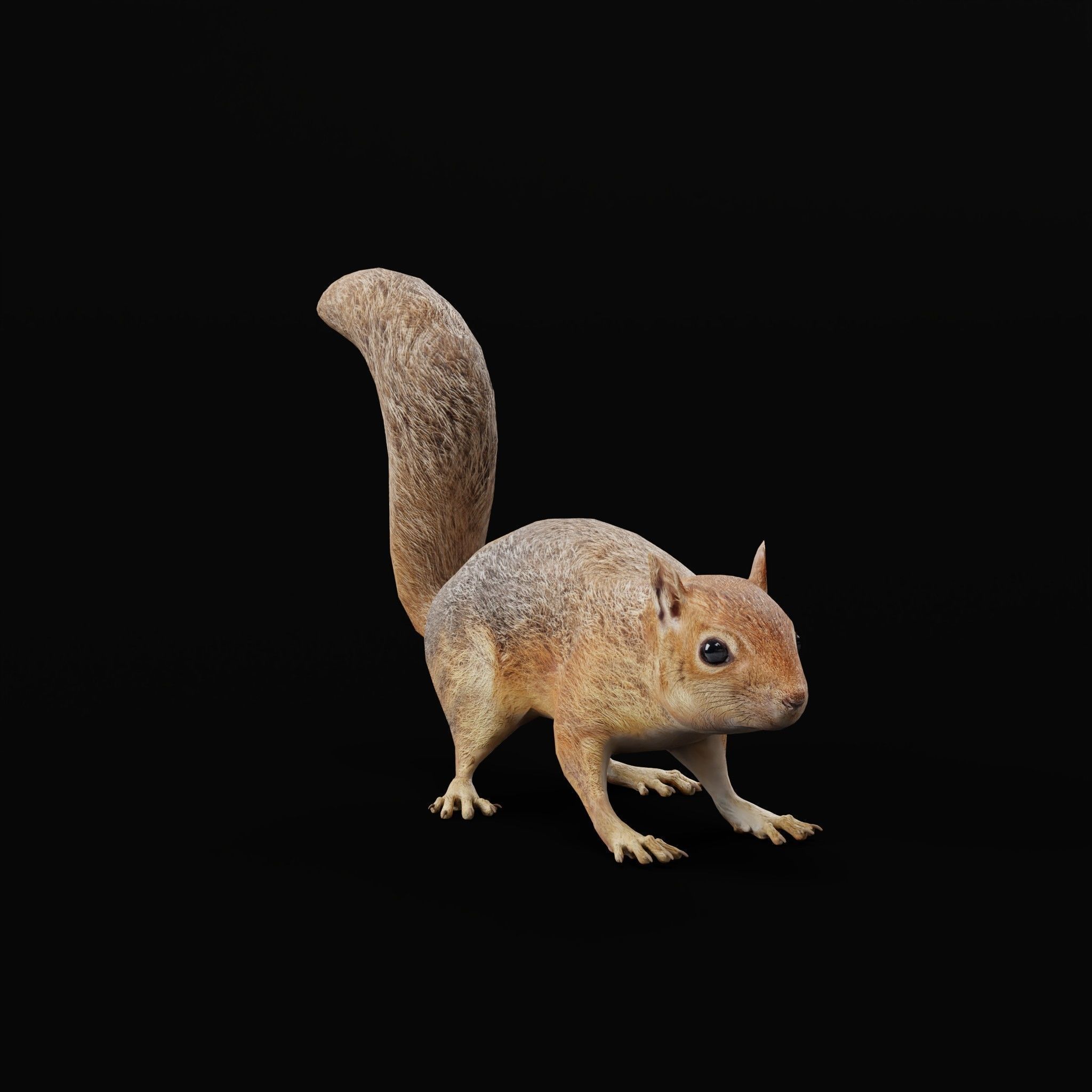 Fox Squirrel Rodent Low-poly 3D model_25